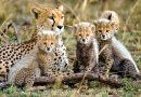 Самка гепарда с детенышами, Серенгети НП