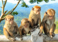 Обезьянки