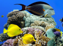 Тропические рыбы и коралловые рифы