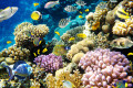 Ландшафт коралловых рифов
