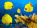 Тропические рыбы