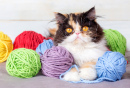 Персидская трёхцветная кошка