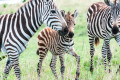 Зебры в заповеднике Масаи-Мара в Кении