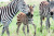 Зебры в заповеднике Масаи-Мара в Кении