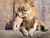 Гордый африканский лев со своим детенышем