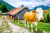 Баварская фермерская корова