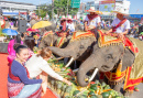 Суринский фестиваль слонов, Таиланд