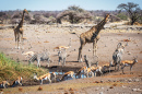 Водопой с жирафами и зебрами
