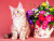 Котенок мейн-куна и цветы