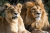 Пара африканских львов