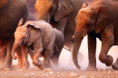 Стадо слонов в пустыне Этоша, Намибия