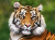 Портрет бенгальского тигра
