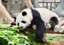 Спящая панда в Гонконге