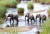 Слоны пересекают реку