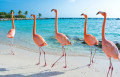 Розовые фламинго на острове Аруба