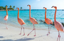 Розовые фламинго на острове Аруба