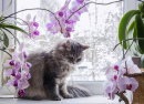 Кот на подоконнике с орхидеями