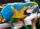Сине-жёлтый ара на ветке