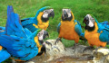 Сине-жёлтые ара