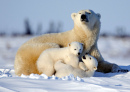 Семья белых медведей, Вапуск, Канада