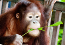 Детёныш орангутана, Малайзийское Борнео
