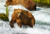 Охота на лосося, водопад Брукс, Аляска