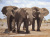 Три слона в Африке