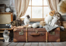 Котята на чемодане