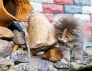 Котёнок у садового водопада
