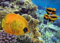 Масковая рыба-бабочка у кораллового рифа