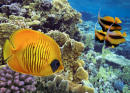 Масковая рыба-бабочка у кораллового рифа