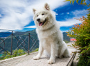 Самоедская собака в Лугано, Швейцария