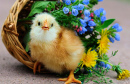 Милая курица и цветочная корзина
