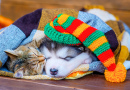 Кот Табби и щенок маламута спят на одеяле