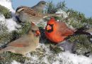 Птицы у кормушки зимой