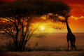 Kruger National Park sunset with giraffe