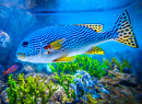 Разноцветные рыбки, плавающие в аквариуме