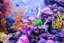 Кораллы и рыбы под водой