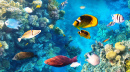 Разноцветные тропические рыбки на коралловом рифе