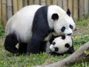 Гигантские панды, Китай