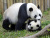 Гигантские панды, Китай