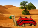 Верблюд на песчаных дюнах
