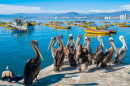 Пеликаны в гавани Кокимбо