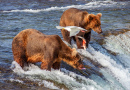 Медведи гризли ловят рыбу у водопада Брукс