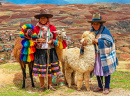 Женщины с двумя ламами и альпакой