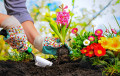 Посадка цветов