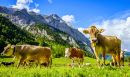 Коровы в Энг-Альме в Австрии