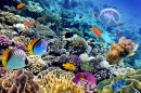 Коралловый риф с рыбами в Египте