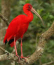 Scarlet Ibis