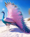 pink peacock